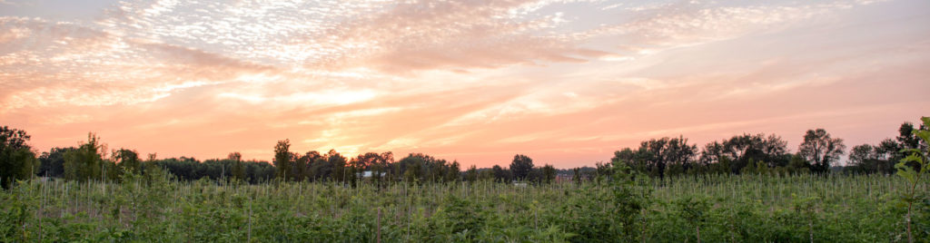sunset over field